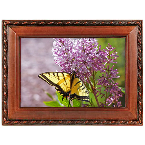 Swallowtail Butterfly Music Box